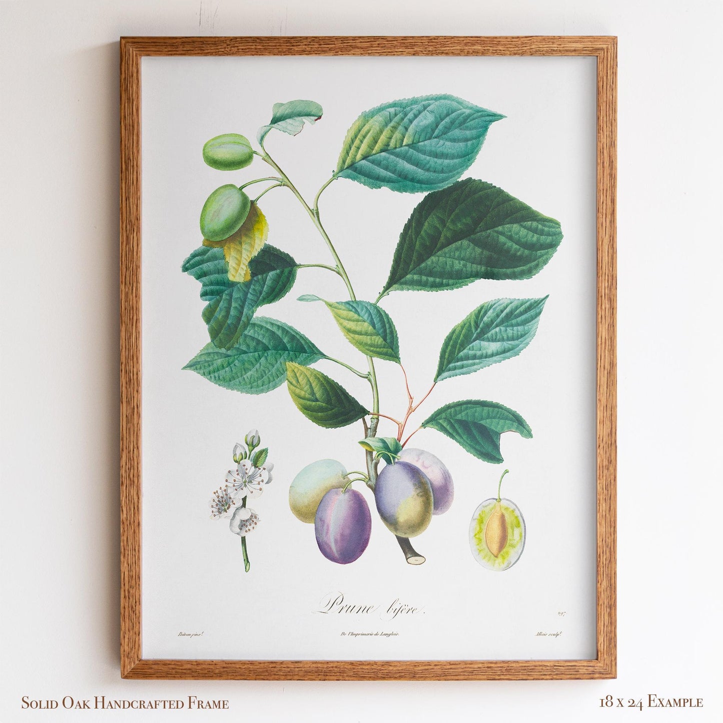 Vintage Plum Branch with Blossom Cross-Section | Antique Botanical Fruit Poster | Cottagecore Pantry Decor | 18VP