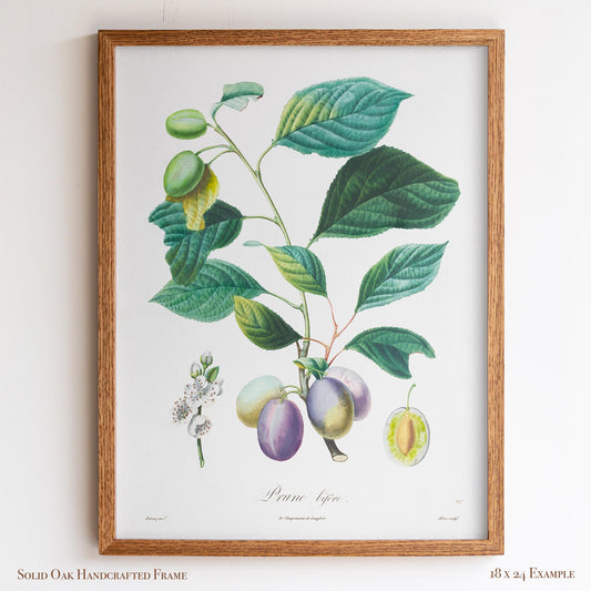 Vintage Plum Branch with Blossom Cross-Section | Antique Botanical Fruit Poster | Cottagecore Pantry Decor | 18VP