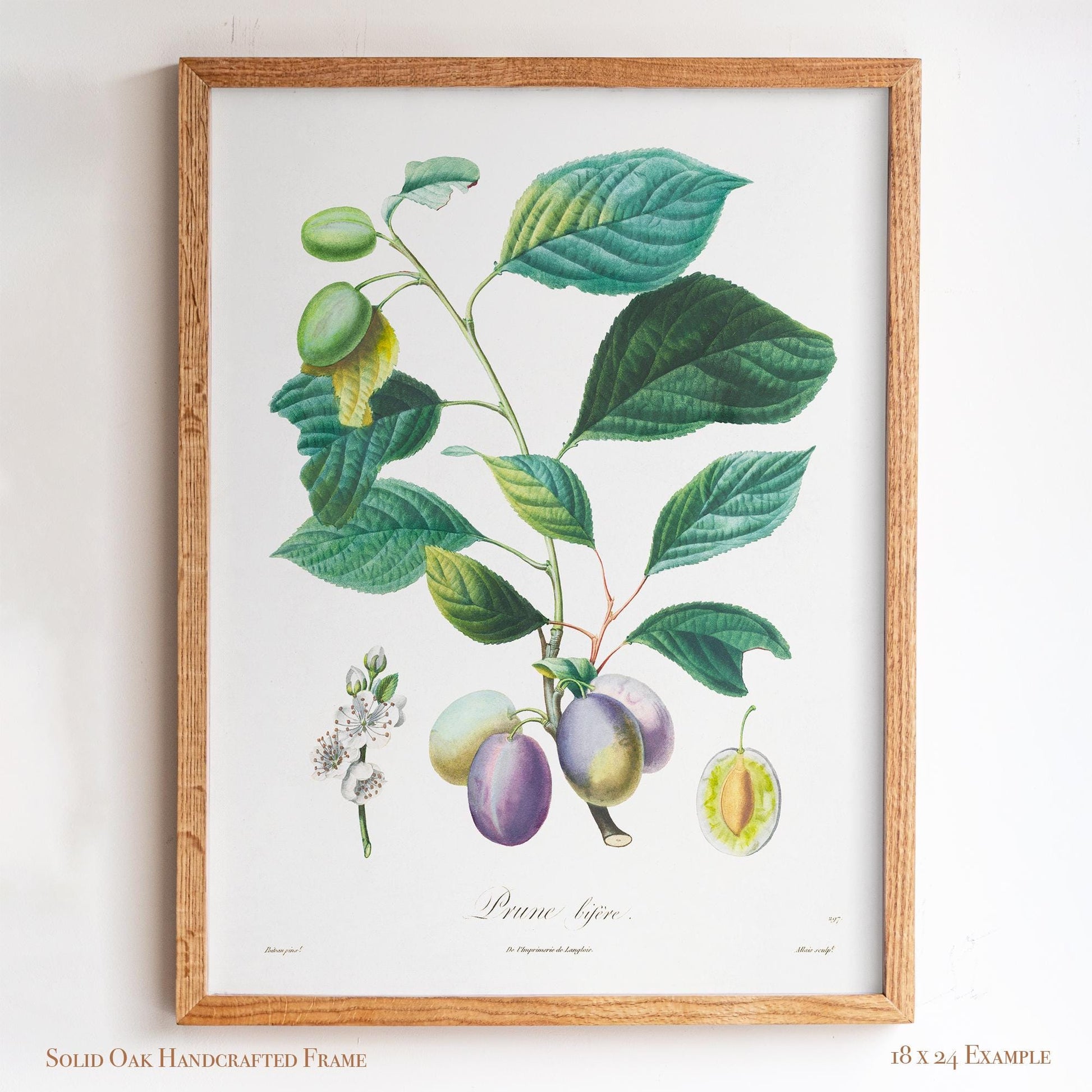 Vintage Plum Branch with Blossom Cross-Section | Antique Botanical Fruit Poster | Cottagecore Pantry Decor | 18VP
