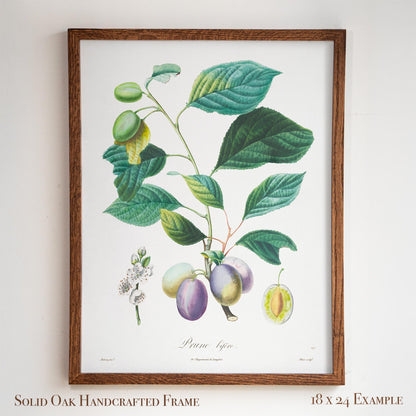 Vintage Plum Branch with Blossom Cross-Section | Antique Botanical Fruit Poster | Cottagecore Pantry Decor | 18VP
