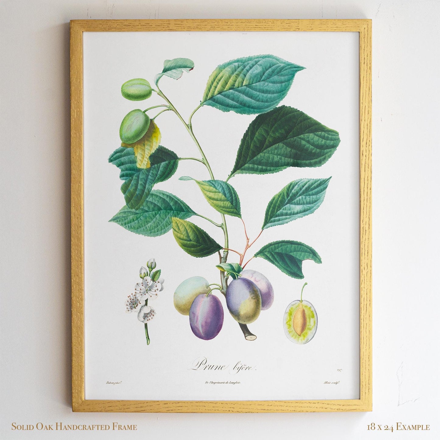 Vintage Plum Branch with Blossom Cross-Section | Antique Botanical Fruit Poster | Cottagecore Pantry Decor | 18VP