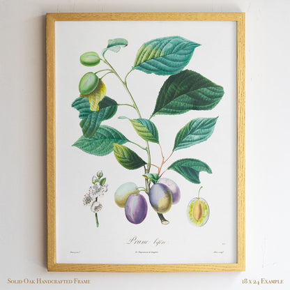 Vintage Plum Branch with Blossom Cross-Section | Antique Botanical Fruit Poster | Cottagecore Pantry Decor | 18VP