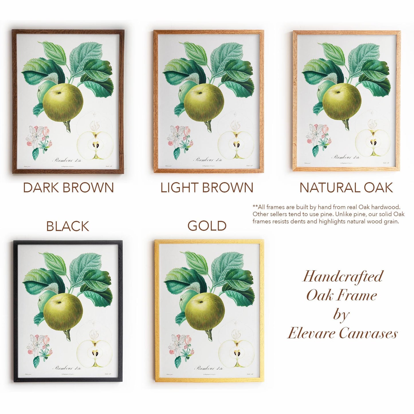 Vintage French Botanical Apple Drawing | Summer Rambour Variety | Farmhouse Dining Room & Cottagecore Wall Art | 19VP