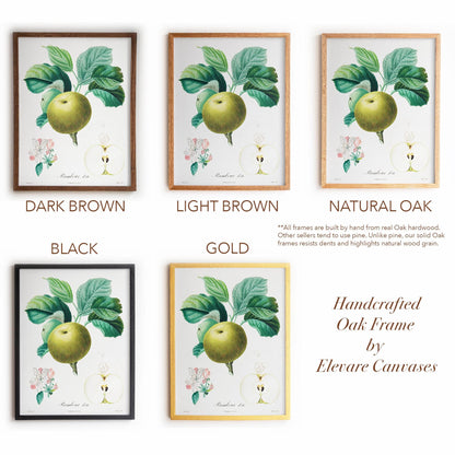 Vintage French Botanical Apple Drawing | Summer Rambour Variety | Farmhouse Dining Room & Cottagecore Wall Art | 19VP