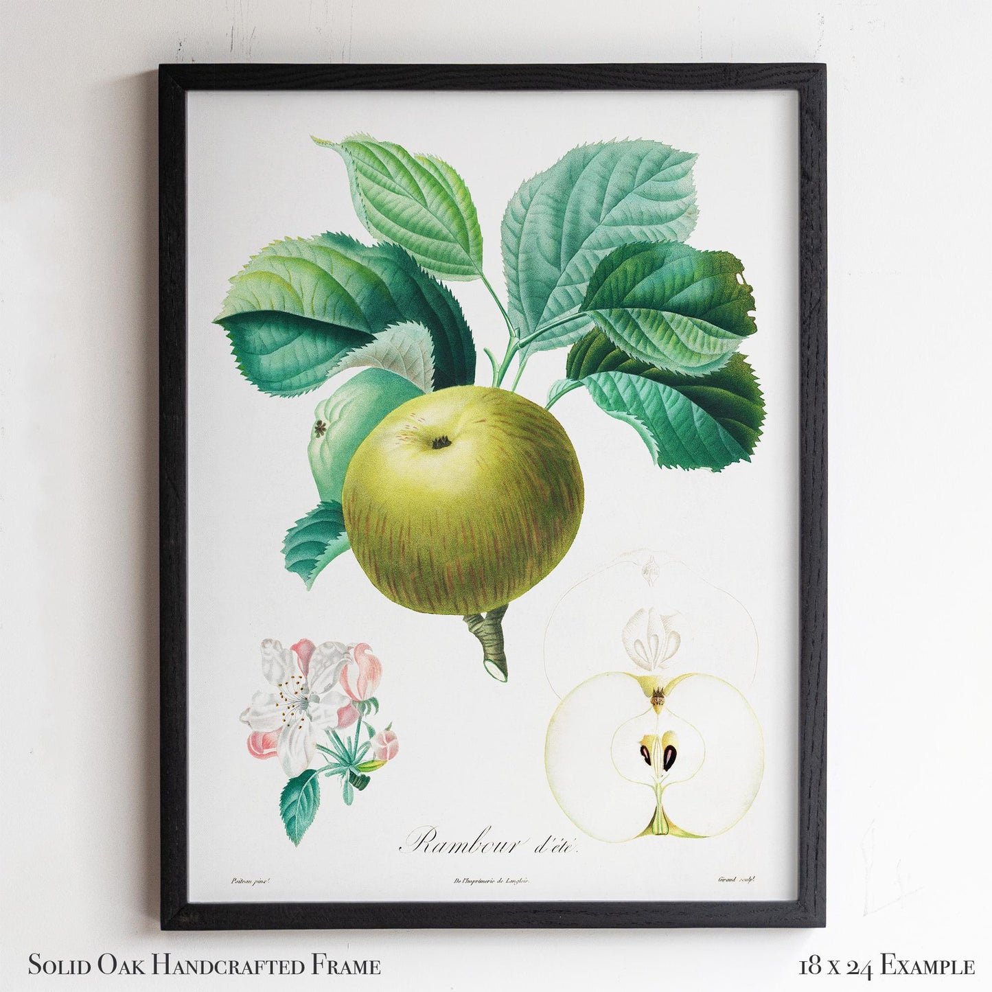 Vintage French Botanical Apple Drawing | Summer Rambour Variety | Farmhouse Dining Room & Cottagecore Wall Art | 19VP