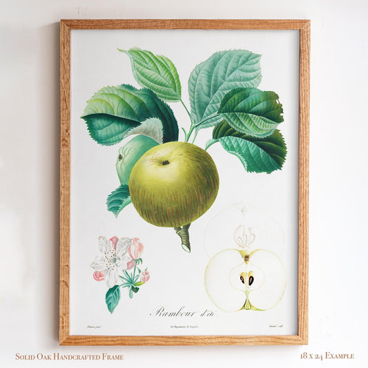 Vintage French Botanical Apple Drawing | Summer Rambour Variety | Farmhouse Dining Room & Cottagecore Wall Art | 19VP
