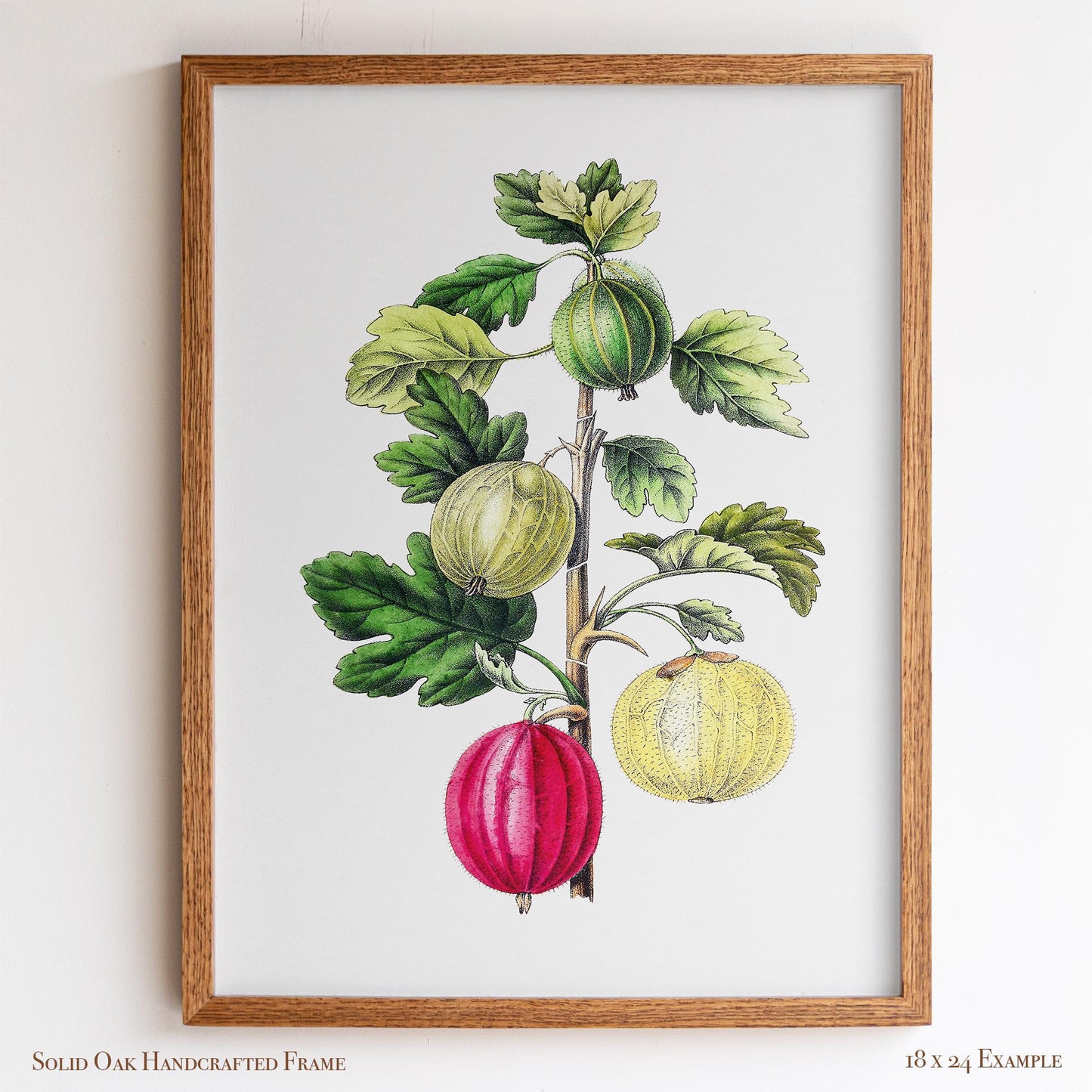 Vintage Gooseberry Branch Drawing | Antique Pomology Botanical Poster | Cottagecore & Farmhouse Kitchen Decor | 20VP