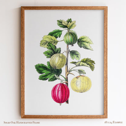 Vintage Gooseberry Branch Drawing | Antique Pomology Botanical Poster | Cottagecore & Farmhouse Kitchen Decor | 20VP