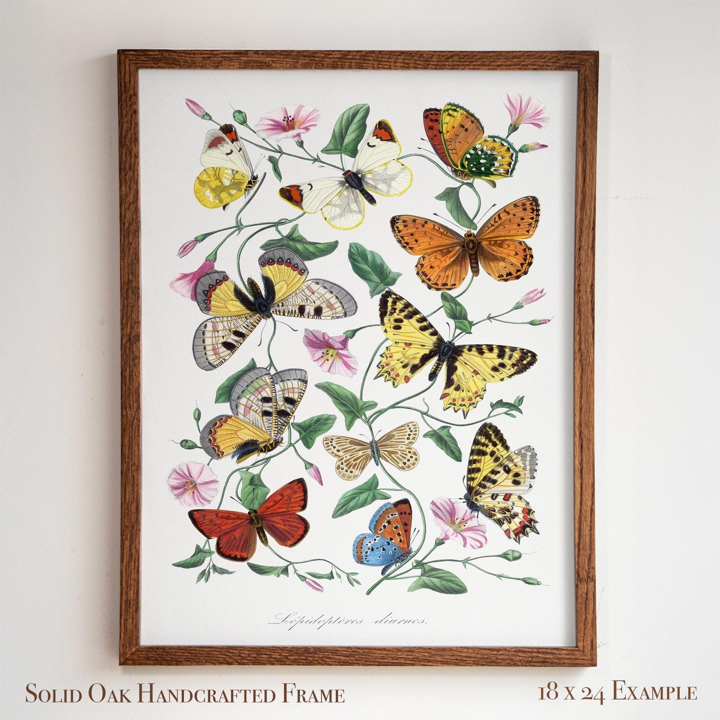 Vintage Butterfly Illustration | Victorian Entomology Poster Print | Cottagecore Living Room, Study, or Nursery Art | 22VP