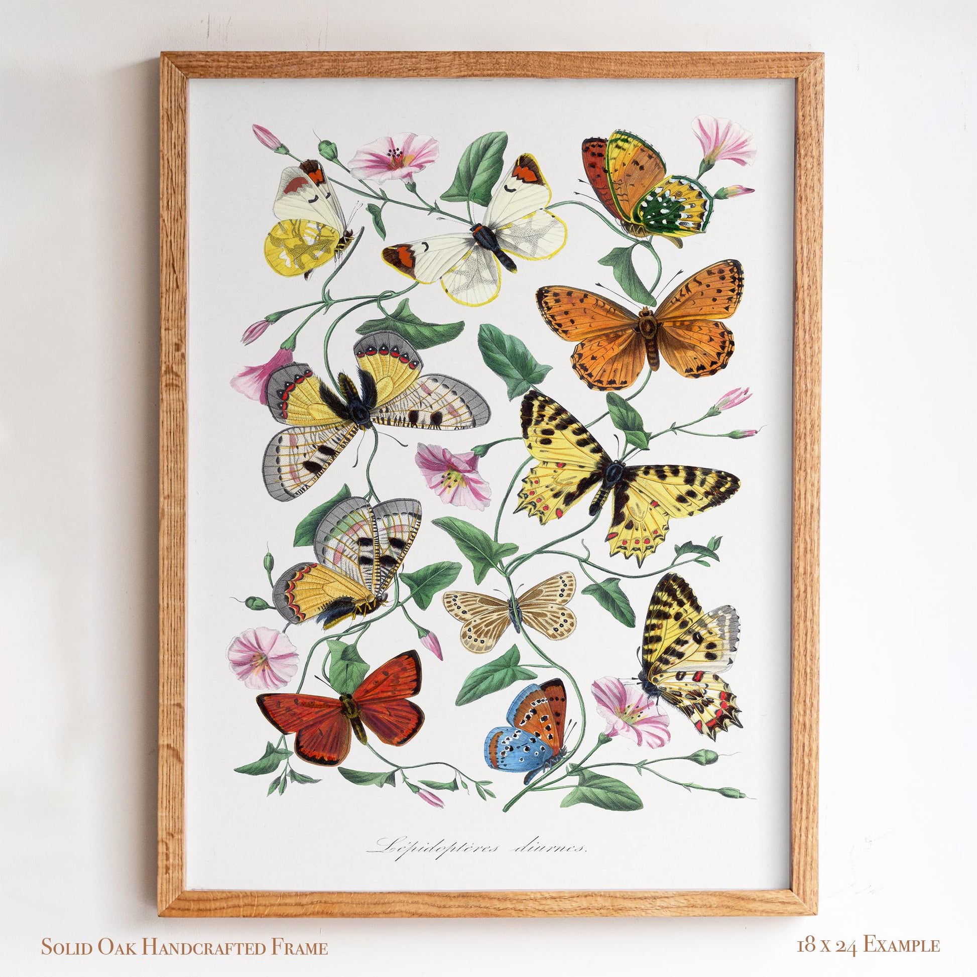 Vintage Butterfly Illustration | Victorian Entomology Poster Print | Cottagecore Living Room, Study, or Nursery Art | 22VP