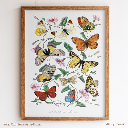 Vintage Butterfly Illustration | Victorian Entomology Poster Print | Cottagecore Living Room, Study, or Nursery Art | 22VP