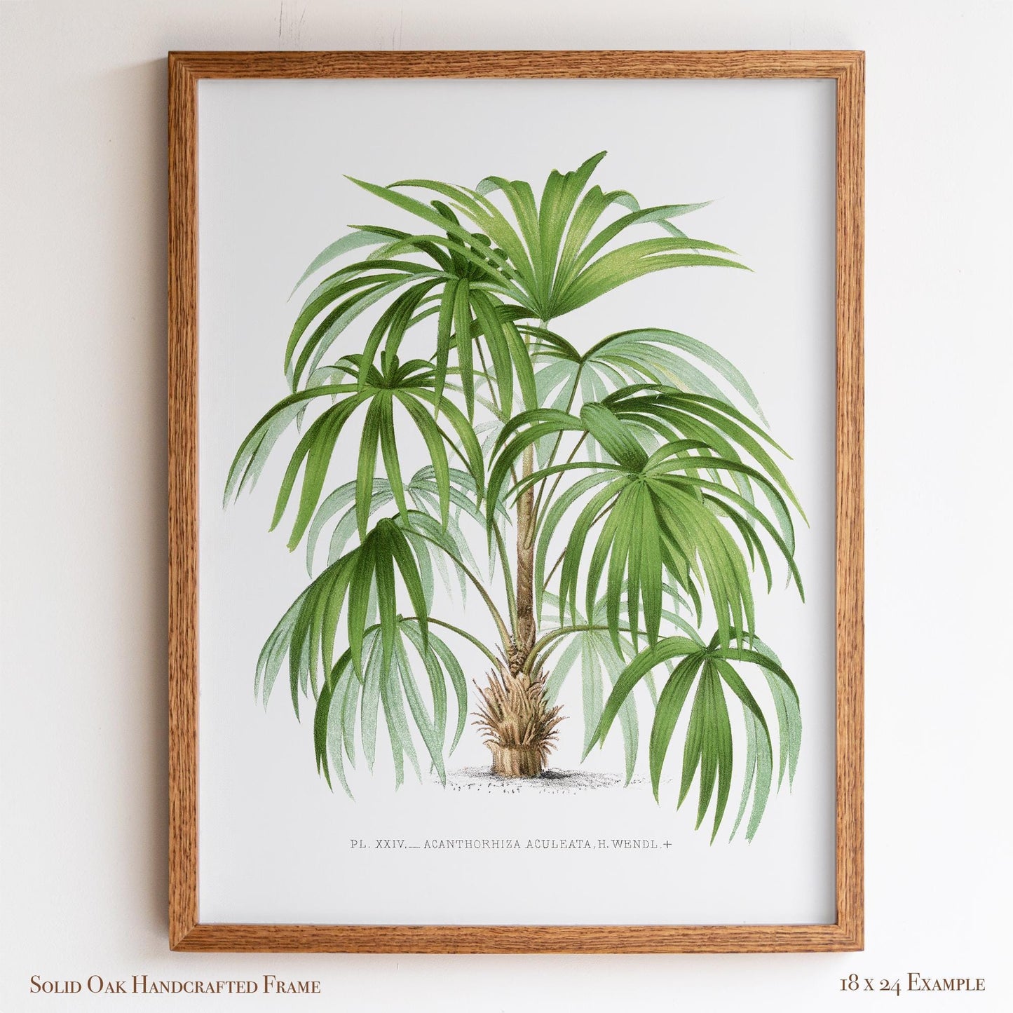 Palm Botanical Illustration | Vintage Tropical Plant Print | Victorian Living Room or Office Wall Art | 23VP