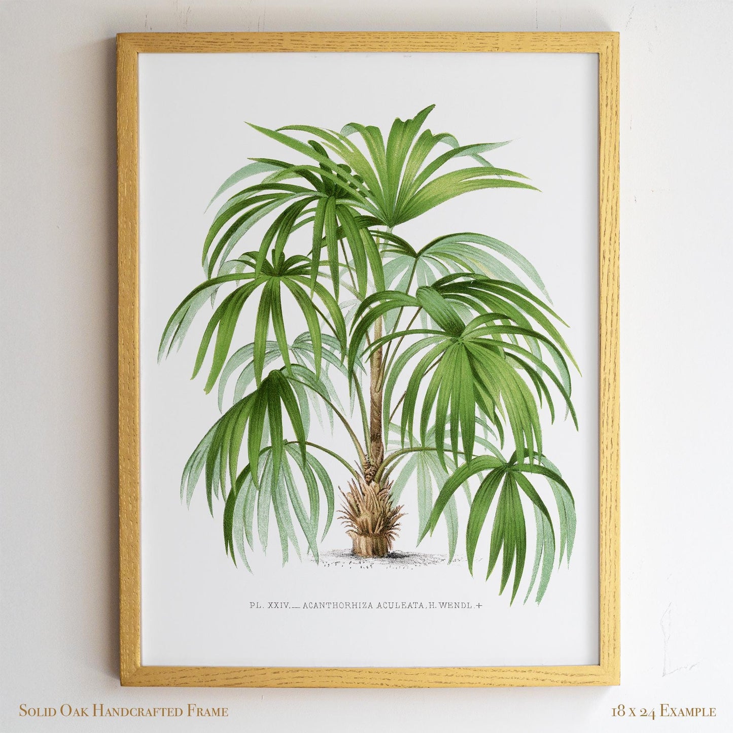 Palm Botanical Illustration | Vintage Tropical Plant Print | Victorian Living Room or Office Wall Art | 23VP