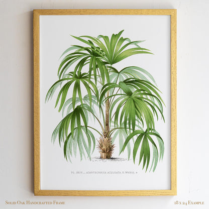 Palm Botanical Illustration | Vintage Tropical Plant Print | Victorian Living Room or Office Wall Art | 23VP