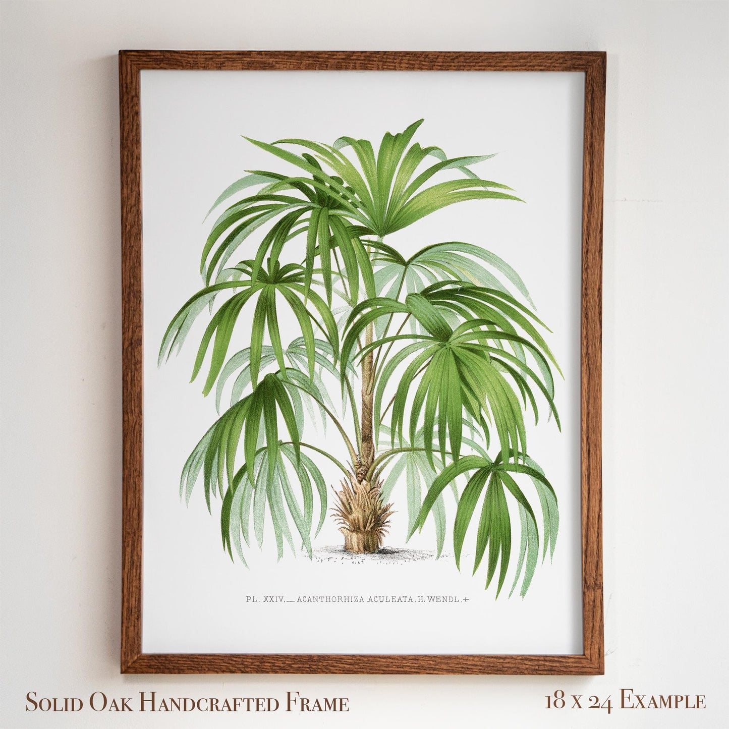 Palm Botanical Illustration | Vintage Tropical Plant Print | Victorian Living Room or Office Wall Art | 23VP