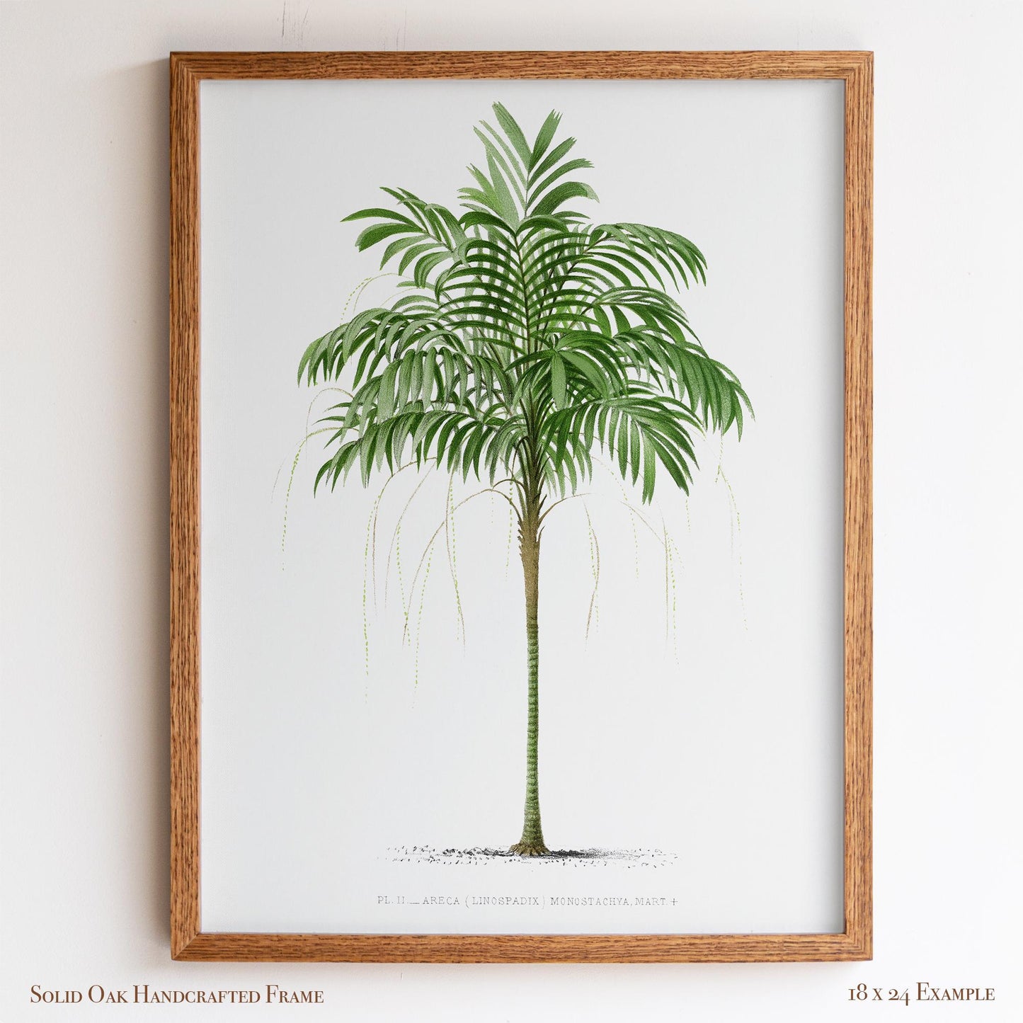 Vintage Palm Tree Poster | Antique Tropical Plant Print | Beach House, Bathroom, or Bedroom Decor | 24VP