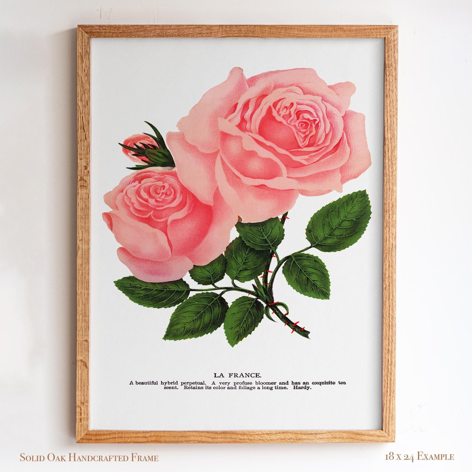 Pink Rose Botanical Illustration | “La France” Vintage Floral Print | Victorian Bedroom or Living Room Wall Art | 25VP