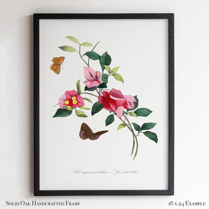 French Botanical Bougainvillea | Vintage Pink Blossom Drawing Wall Decor | Coastal Bathroom, Sunroom, or Entryway Wall Art | 26VP