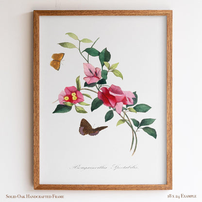 French Botanical Bougainvillea | Vintage Pink Blossom Drawing Wall Decor | Coastal Bathroom, Sunroom, or Entryway Wall Art | 26VP