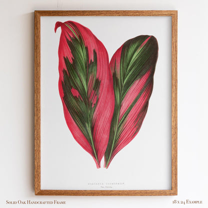 Vintage Pink Tropical Leaves Botanical Drawing | Dracaena Terminalis (Ti Plant) | Contemporary Coastal Wall Art | 27VP