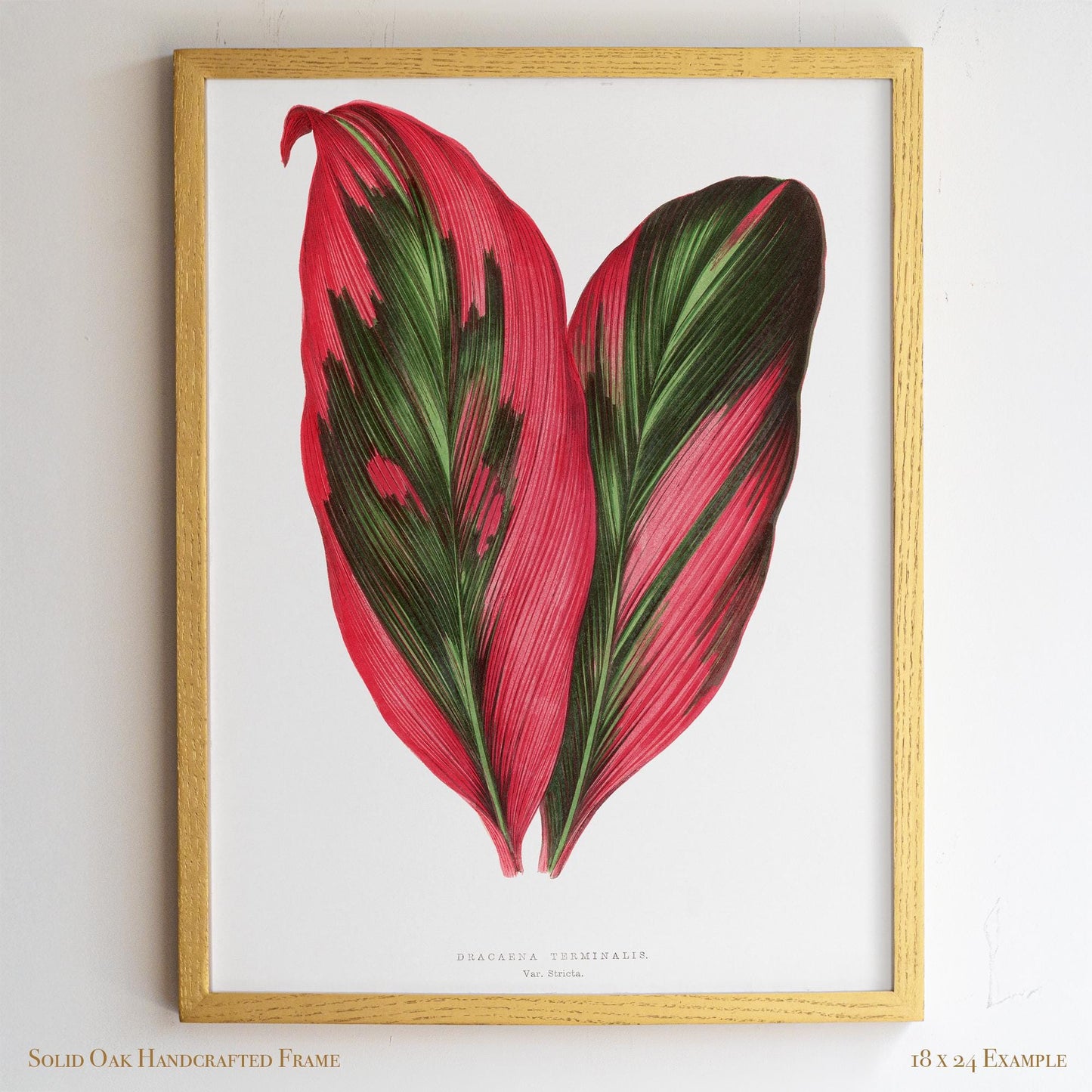 Vintage Pink Tropical Leaves Botanical Drawing | Dracaena Terminalis (Ti Plant) | Contemporary Coastal Wall Art | 27VP