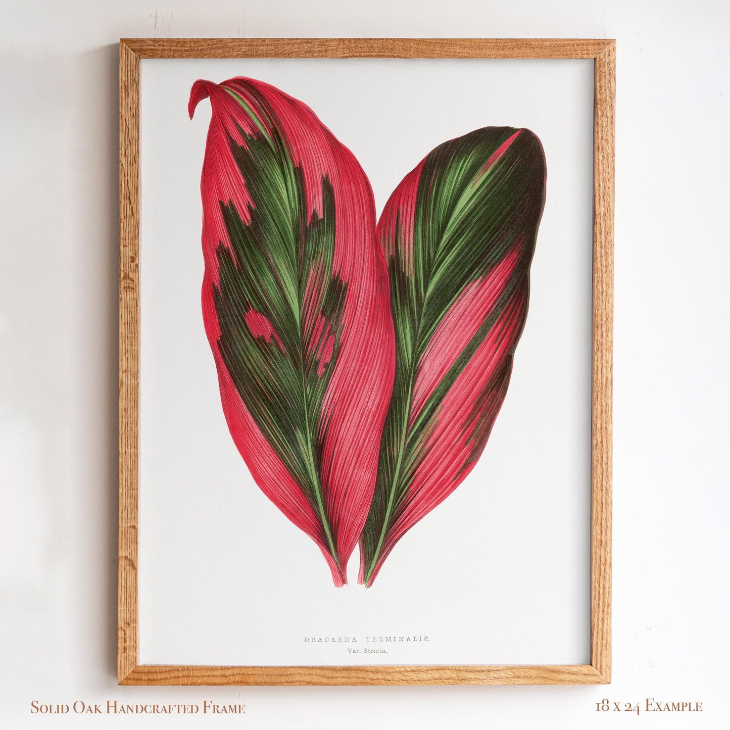 Vintage Pink Tropical Leaves Botanical Drawing | Dracaena Terminalis (Ti Plant) | Contemporary Coastal Wall Art | 27VP