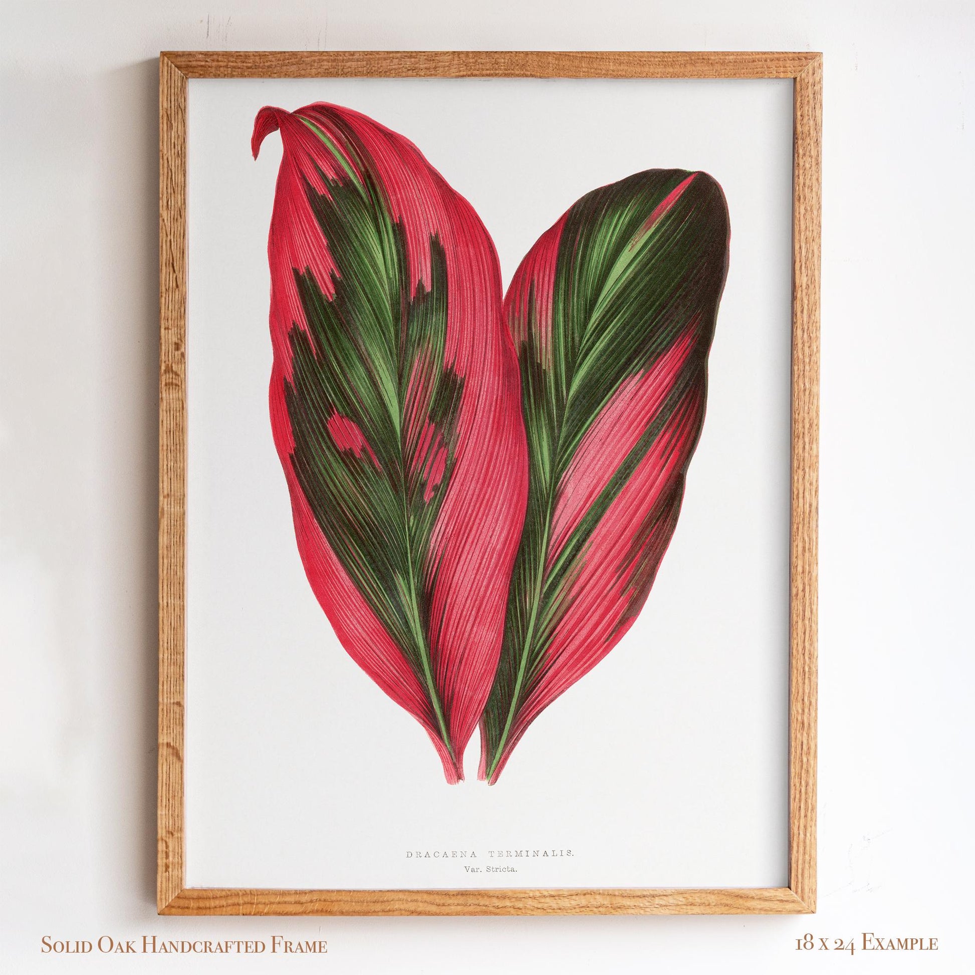 Vintage Pink Tropical Leaves Botanical Drawing | Dracaena Terminalis (Ti Plant) | Contemporary Coastal Wall Art | 27VP