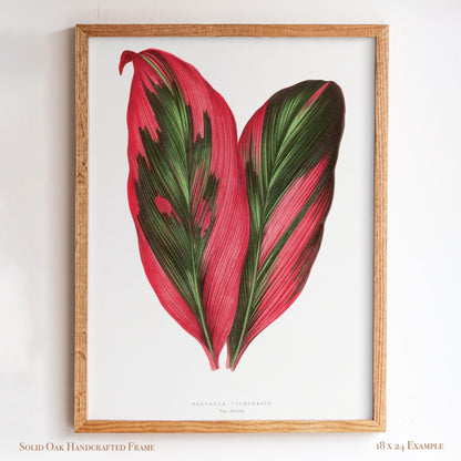 Vintage Pink Tropical Leaves Botanical Drawing | Dracaena Terminalis (Ti Plant) | Contemporary Coastal Wall Art | 27VP