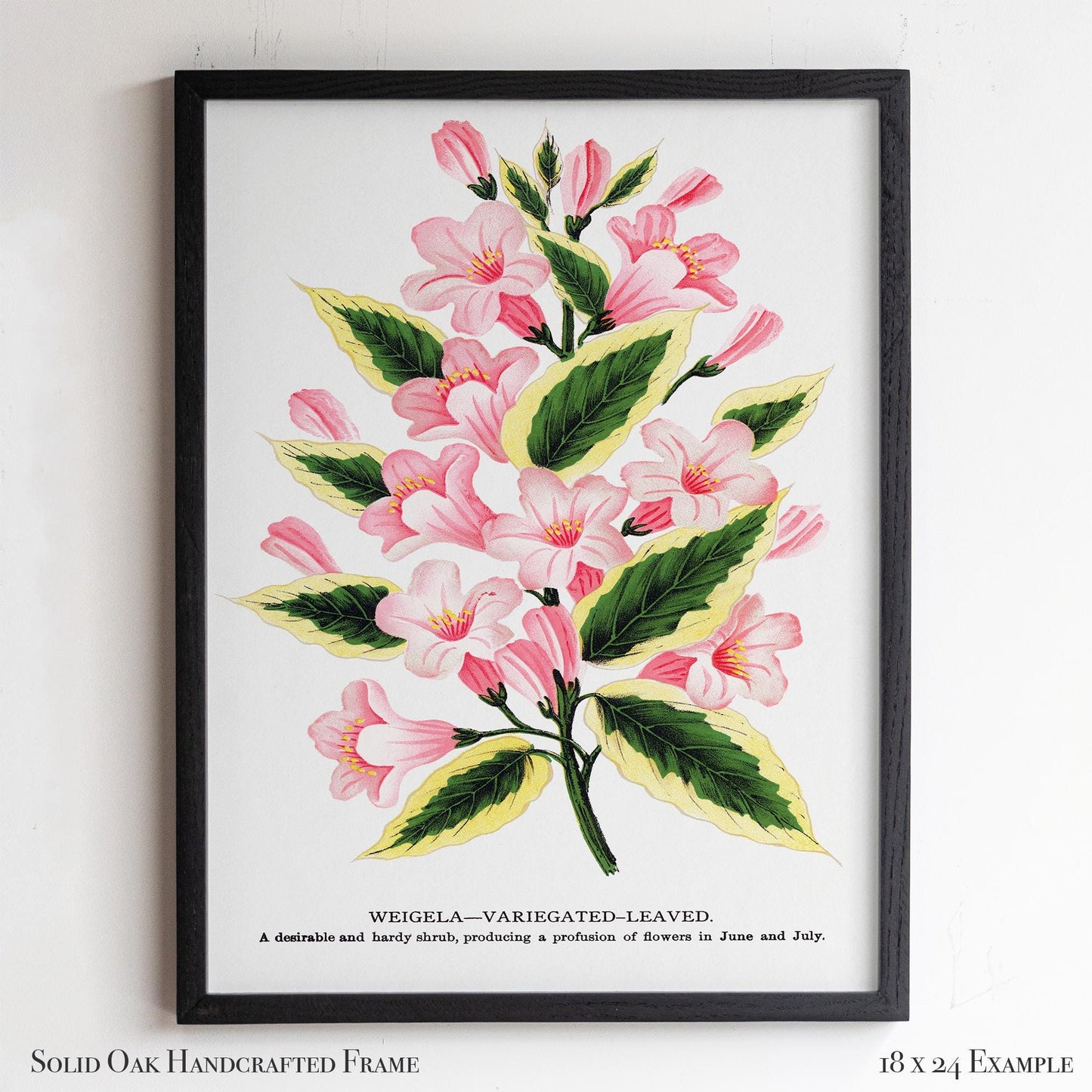 Vintage Garden Flower Framed Print | Weigela Variegated-Leaved | Farmhouse Entryway & Gallery Wall Art | 28VP
