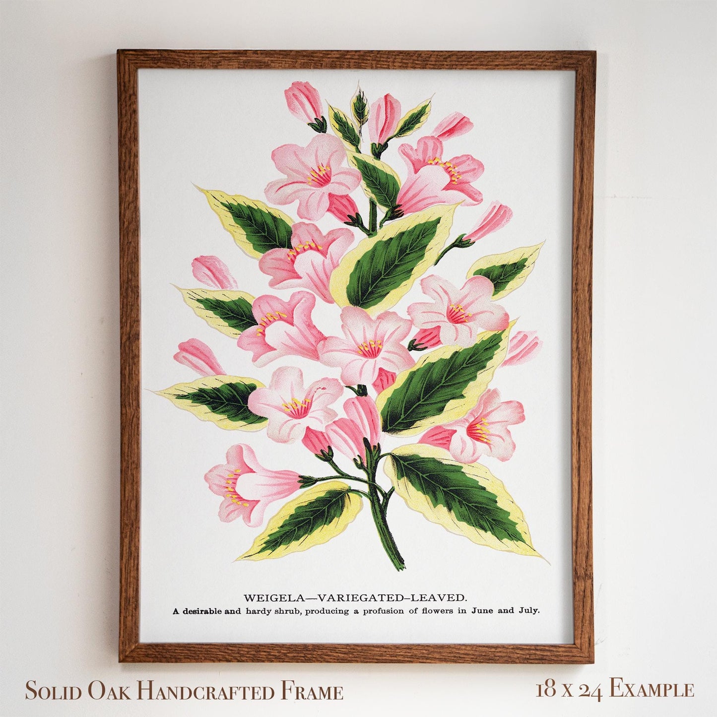 Vintage Garden Flower Framed Print | Weigela Variegated-Leaved | Farmhouse Entryway & Gallery Wall Art | 28VP