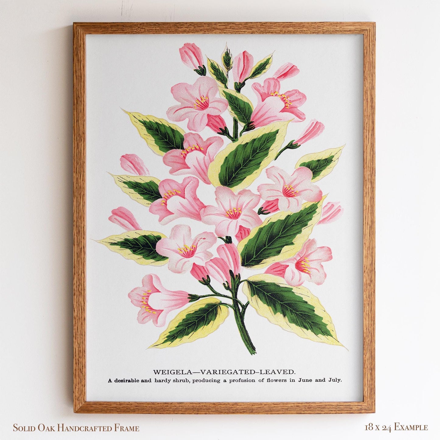 Vintage Garden Flower Framed Print | Weigela Variegated-Leaved | Farmhouse Entryway & Gallery Wall Art | 28VP