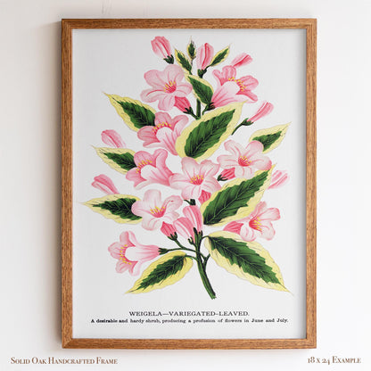 Vintage Garden Flower Framed Print | Weigela Variegated-Leaved | Farmhouse Entryway & Gallery Wall Art | 28VP