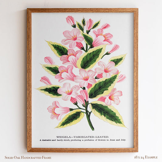 Vintage Garden Flower Framed Print | Weigela Variegated-Leaved | Farmhouse Entryway & Gallery Wall Art | 28VP