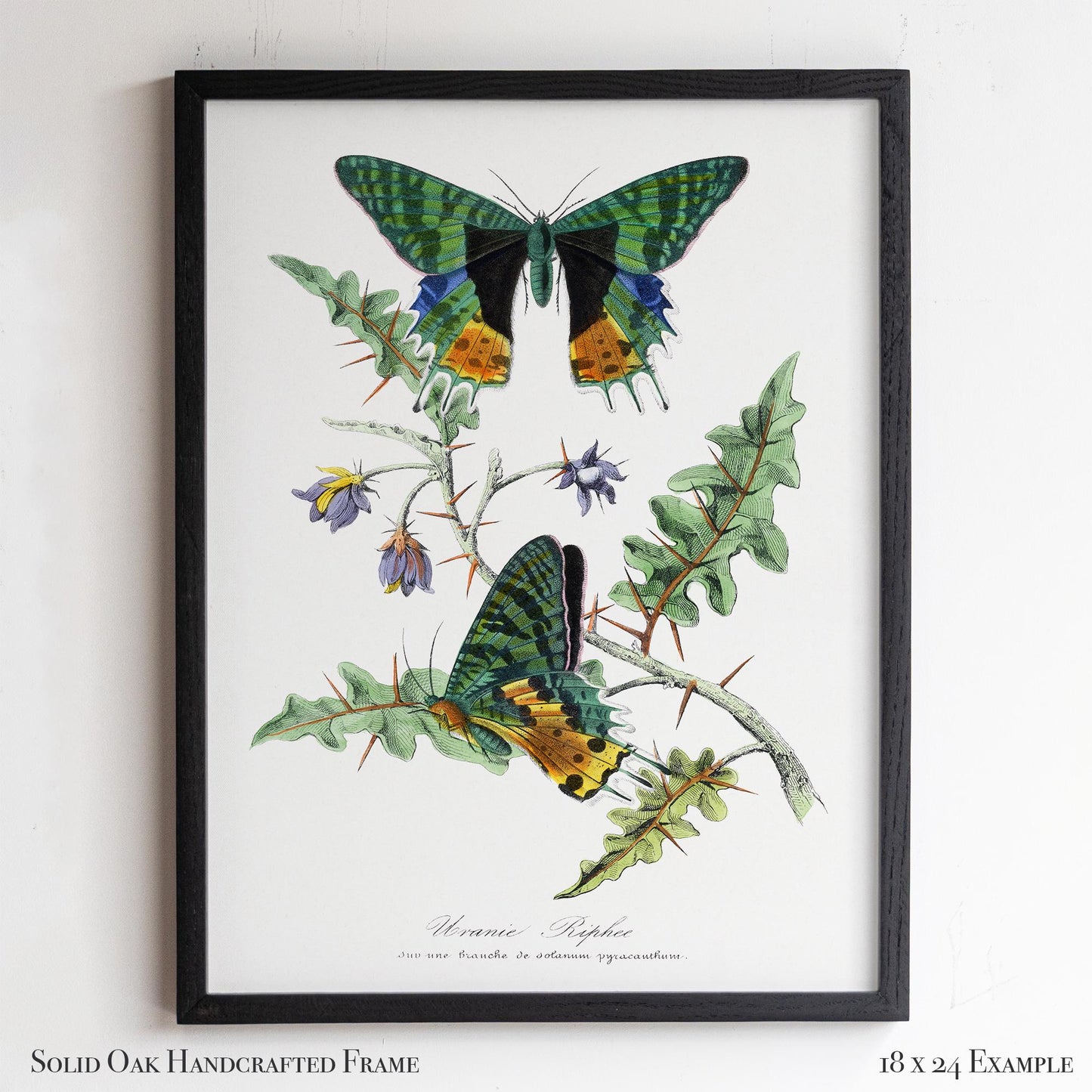 Vintage Butterfly Moth Print | Emerald & Gold Wings | Antique Cottagecore Study or Living Room Decor | 29VP
