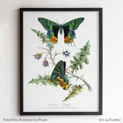 Vintage Butterfly Moth Print | Emerald & Gold Wings | Antique Cottagecore Study or Living Room Decor | 29VP