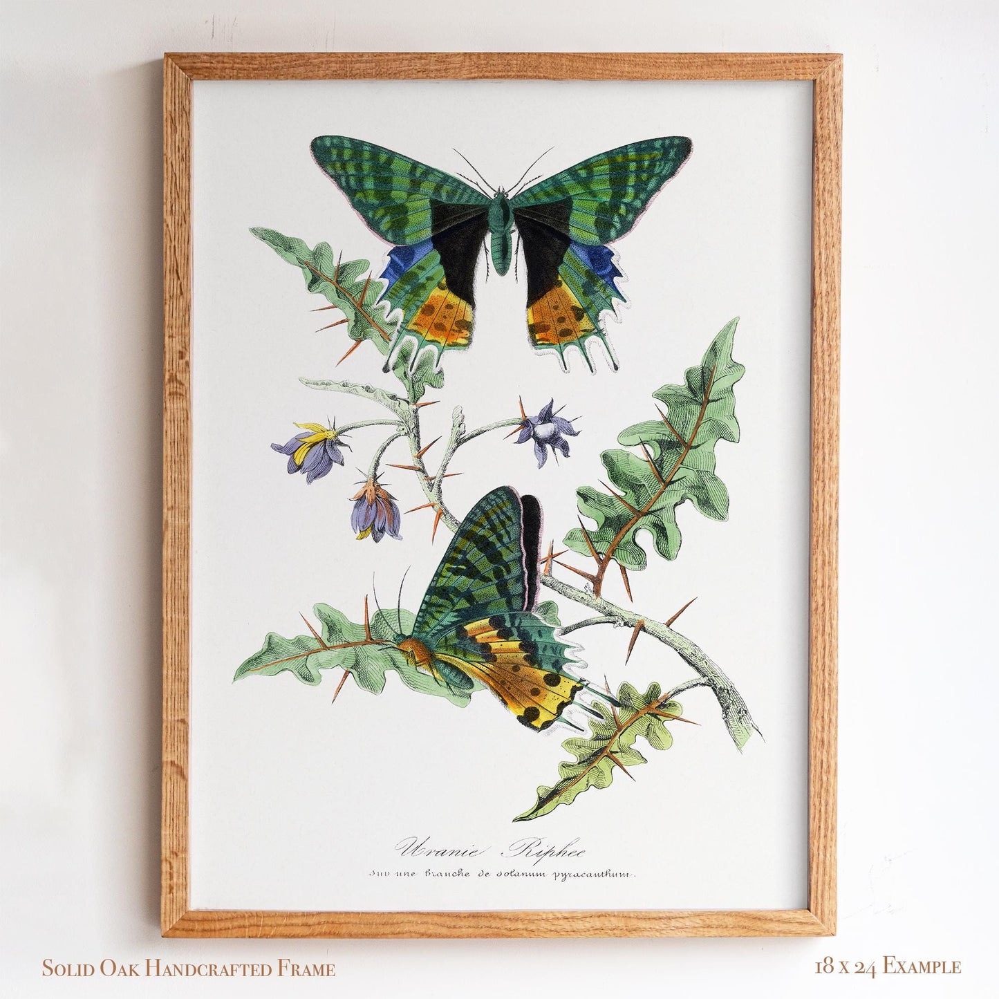 Vintage Butterfly Moth Print | Emerald & Gold Wings | Antique Cottagecore Study or Living Room Decor | 29VP