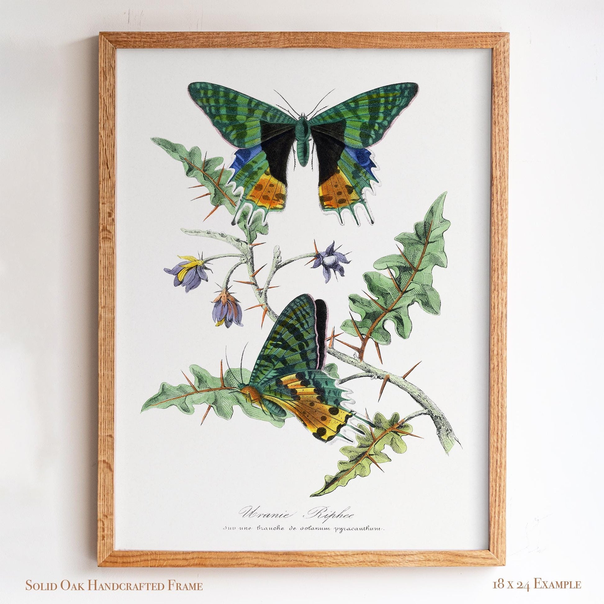 Vintage Butterfly Moth Print | Emerald & Gold Wings | Antique Cottagecore Study or Living Room Decor | 29VP