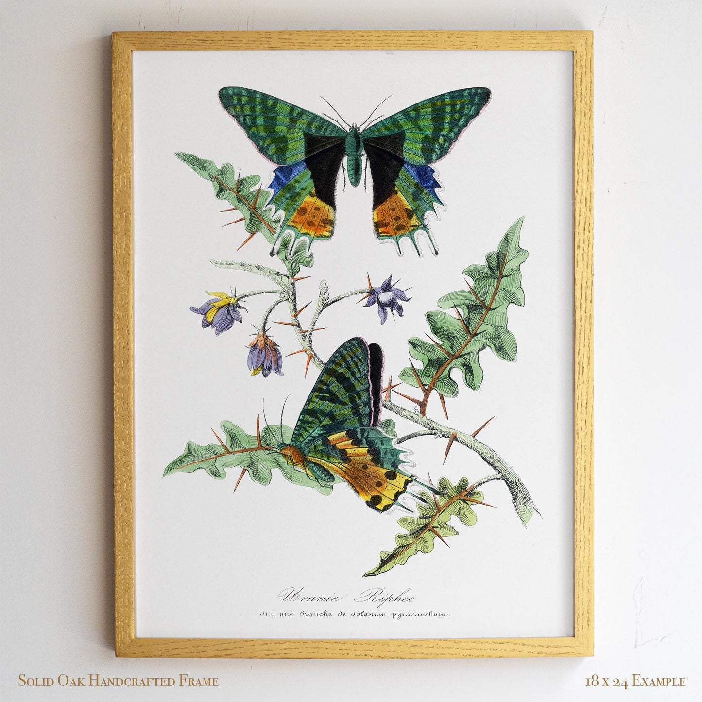Vintage Butterfly Moth Print | Emerald & Gold Wings | Antique Cottagecore Study or Living Room Decor | 29VP