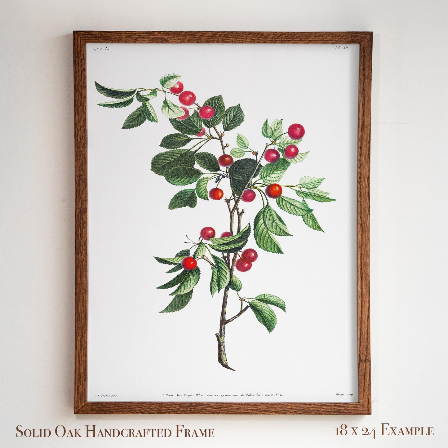 Cherry Botanical Illustration | Vintage Fruit Wall Art | Victorian Kitchen or Dining Room Decor | 2VP