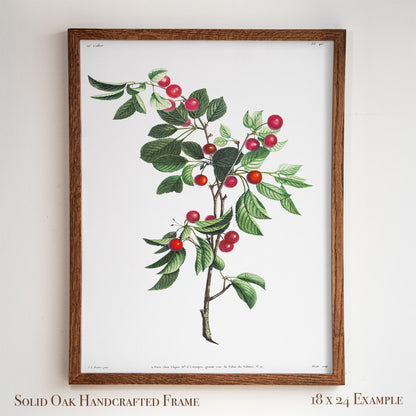 Cherry Botanical Illustration | Vintage Fruit Wall Art | Victorian Kitchen or Dining Room Decor | 2VP