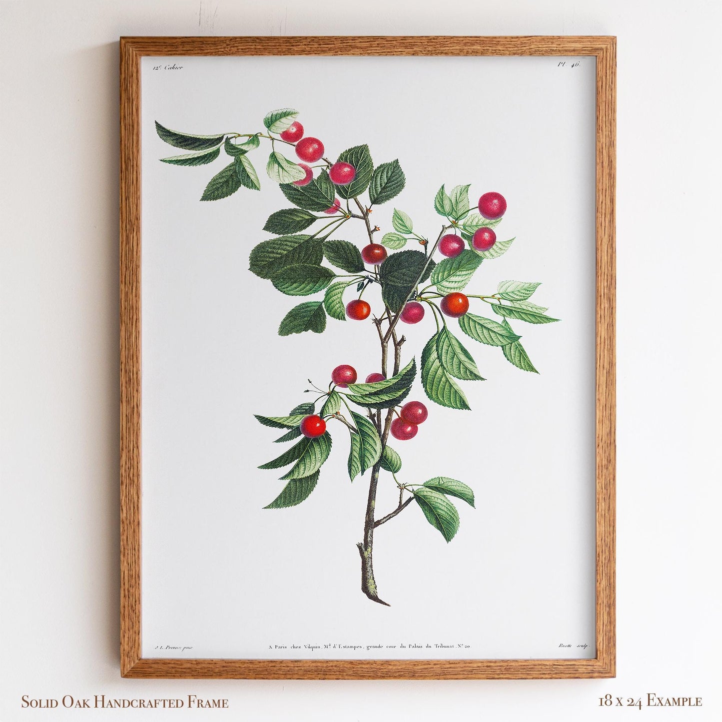 Cherry Botanical Illustration | Vintage Fruit Wall Art | Victorian Kitchen or Dining Room Decor | 2VP