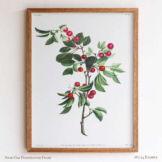 Cherry Botanical Illustration | Vintage Fruit Wall Art | Victorian Kitchen or Dining Room Decor | 2VP
