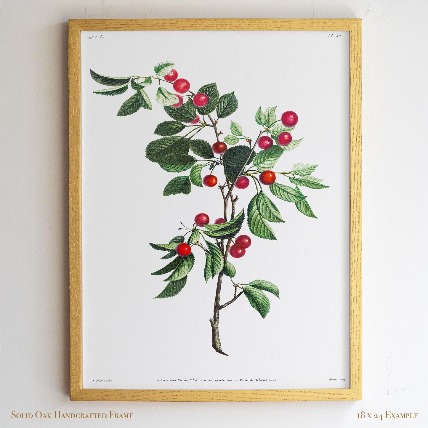 Cherry Botanical Illustration | Vintage Fruit Wall Art | Victorian Kitchen or Dining Room Decor | 2VP