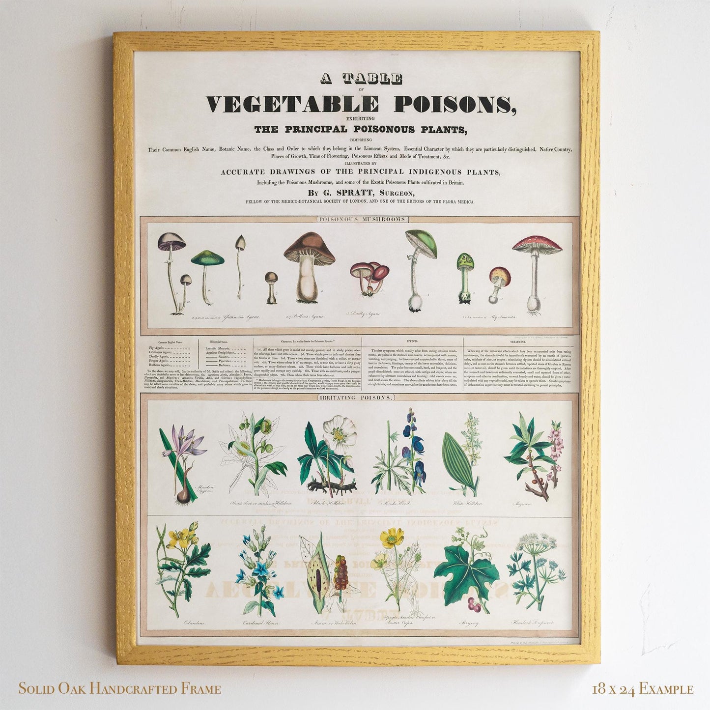 Vintage Botanical “Vegetable Poisons” Chart | Poisonous Plants & Mushrooms | Victorian Science Wall Art for Study or Library | 1VP