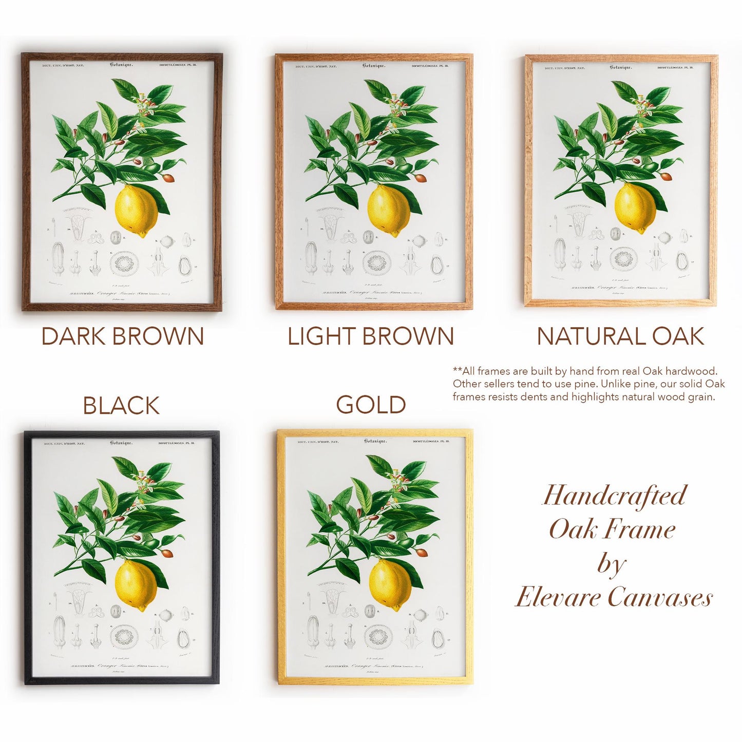 Lemon Botanical Illustration | Antique French Citrus Print | Victorian Kitchen Wall Art | 3VP