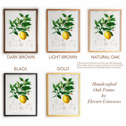 Lemon Botanical Illustration | Antique French Citrus Print | Victorian Kitchen Wall Art | 3VP
