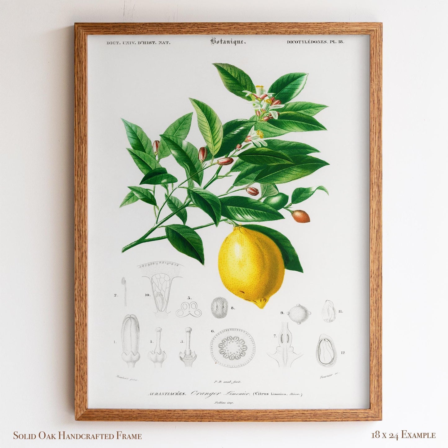 Lemon Botanical Illustration | Antique French Citrus Print | Victorian Kitchen Wall Art | 3VP