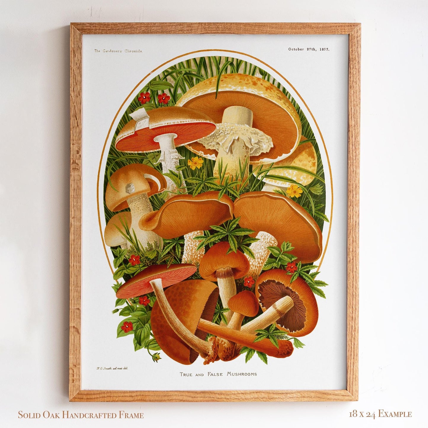 Vintage Moshroom Chart | Orange and Brown Fungi Print | Cottagecore Apothecary and Library Wall Art | 8VP
