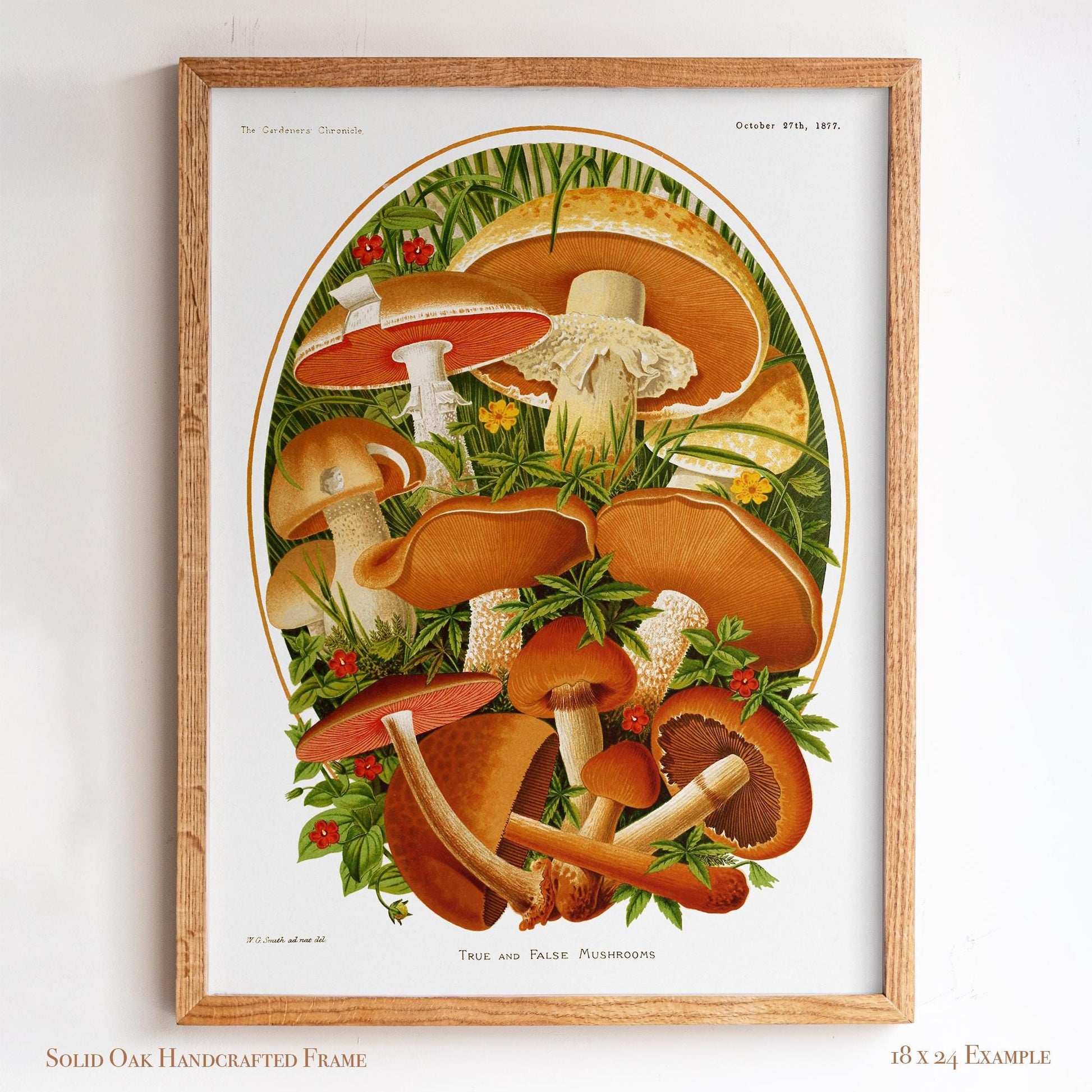 Vintage Moshroom Chart | Orange and Brown Fungi Print | Cottagecore Apothecary and Library Wall Art | 8VP