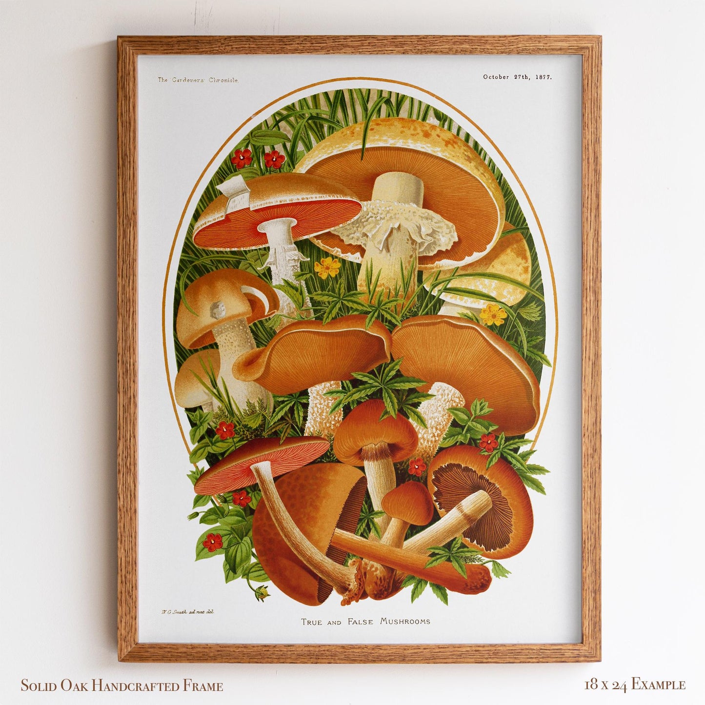 Vintage Moshroom Chart | Orange and Brown Fungi Print | Cottagecore Apothecary and Library Wall Art | 8VP